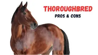 Thoroughbred Horse Pros and Cons -  Thoroughbred Horse Advantages and Disadvantages
