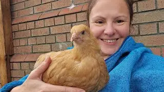 AmeliaS Chicken Run Live Stream1