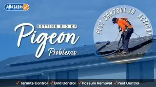Pest Control in Action: Bird Problem