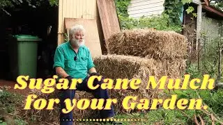 Sugar Cane Mulch and why I bought so much.