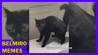 Belmiro Memes: Dublagens de animais engra&ccedil;ados - Epis&oacute;dio 611