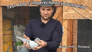 Marius Hrab a făcut test ADN pentru a clarifica o situație delicată & împerecherea porumbeilor.