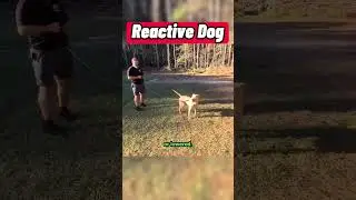 Observing a Reactive Dog&rsquo;s Body Language