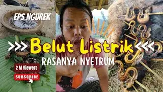 NGUREK BELUT LISTRIK 🤣❗LORD PEDRO MANCING BELUT DI SAWAH DAN LANGSUNG DIBAKAR PAKAI BUMBU RAHASIA