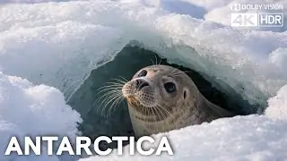 ANTARCTICA: LIFE ON THE EDGE ❄️ The Secret World of Seals (4K Wildlife Documentary)
