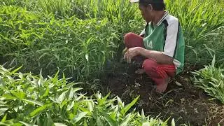 BEGINNER-FRIENDLY FARMING: HARVEST WATER SPINACH BY HAND! -agriculture farming