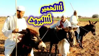 بااا كيعلمنا تبوريدة هد لعام غادي نتبورد في مولاى عبدالله أمغار 🤪 أااالحمير أاااالبرود