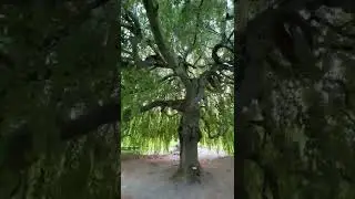 Walking Under a Weeping Willow Tree