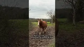 #horse #equestrianjourney #chevaux #equestrian #horsetrack #cheval#pony #cavalier #equitation #poney