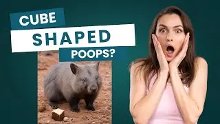Wombat Poop - The Cube Mystery!