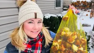 Planting TULIP BULBS in my DECEMBER GARDEN (even with SNOW!)