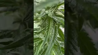 Week 4 Frosty Nugs 🥶 #420 #grow #cannabisdaily #organic