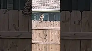 How Get A Hawk From Bothering Parakeets?