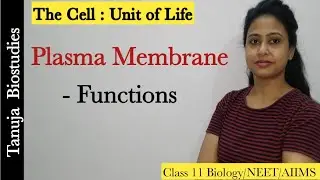 Cell - The Unit of Life - Plasma Membrane | Functions of Plasma Membrane|Class 11 Biology/NEET/AIIMS