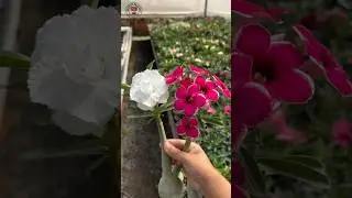 Buy Imported Adenium Plant Online 🌱 #adenium #plants #flowers #garden