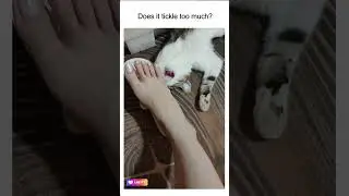 Why Kittens Lick Feet 👣🐾 | Cute Cat Behavior Explained ✨ #chictoes #everydayglam #stylishfeet