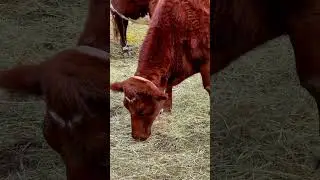 Farm animals life in Stamford Museum and Nature Center in CT.I am stock video and photo producer