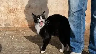 Бедный безхвостый кот очень громко мяукает, выпрашивая еду.