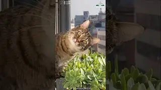 Когда соседский кот &mdash; экстремальный преследователь😂