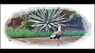 Mostrando a ave Curicaca (Theristicus caudatus)