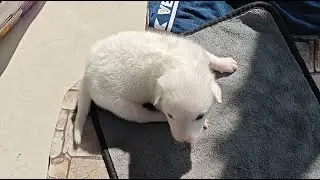 cute baby puppy funny video, viral dog's video German shepherd dog video