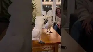 Динамичный дуэт