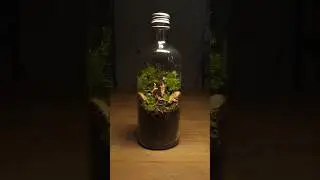 I made a terrarium for you #fyp #terrarium #miniterrarium #plants #message #calm #relaxing #nature