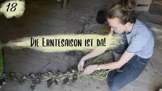 Balken, Sandsteine und ein Knoblauchzopf