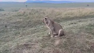 THE LION SCARES THE CAR IN MASAI MARA