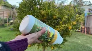 Cómo usar abono cítricos liquido