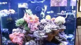 72 gallon Mixed Reef Show Tank