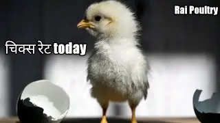 today chicks price in India। broiler chicks rate। layer chicks rate। today poultry rate 23/12/2020