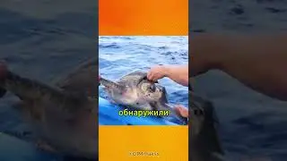 The ocean's most unexpected hero