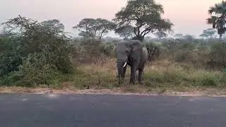 Elephant near the road