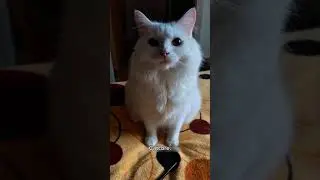 Funny CAT Moments 😂😂 episode 3163 #funnycats #cats #funnyanimals #petsofinstagram