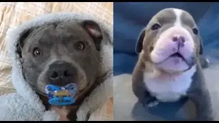 Precious Pitbulls Just Being Pitbulls Video Compilation