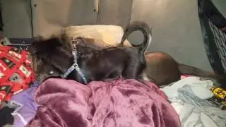 Murphy and Jake