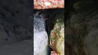 MICRO JUNGLE EXPLORER*(MICRO CAVE-202)
