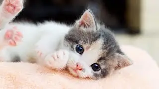 This 2-Week-Old Kitten Will Melt Your Heart 🐱💖