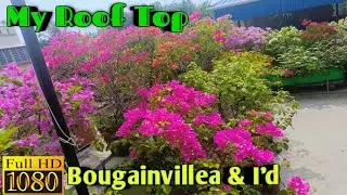 My Roof Top Garden & Bougainvillea ❤