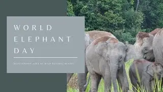World Elephant Day 2021 | MALIAU BASIN
