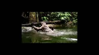 Slow on Land&hellip; But in Water? 😱 #shorts #sloth #swimming