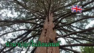 ออกเลาะ | # shorts ตามป่า # Day out # around Suffolk เมือง สัฟฟอลค,อิงแลนด์ 🇬🇧 UK