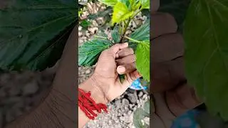 Азиатские жуки, которых вы никогда не видели #любыеуникальныеживотные #жук #насекомые #красивыена...