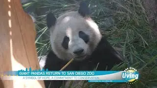 Giant Pandas Return to San Diego Zoo | San Diego Living