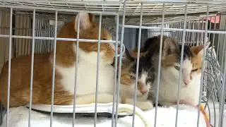 みおん腎ケア【保護猫ハウス日記】