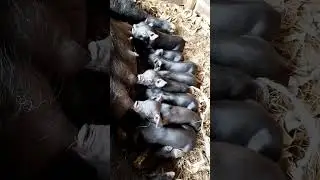#baby #pig #black piglet 🐖💞