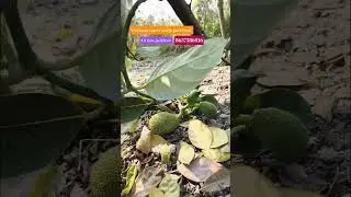 Vietnam super early jackfruit #jackfruit #shorts #nursery #plants