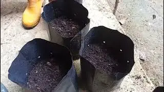 direct seeding