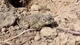 Cyprus Green Toad - Bufotes cypriensis  - &Pi;&rho;ά&sigma;&iota;&nu;&omicron;&sigmaf; &Phi;&rho;ύ&nu;&omicron;&sigmaf; - Endemic to Cyprus.
